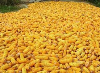 Sénégal-Maïs : Le prix du kilogramme à 263 FCFA sur le marché au courant du mois d’avril