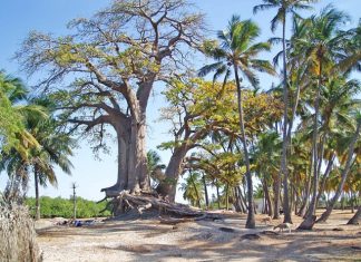 Sénégal/Ecotourisme : Niodior, une île authentique au cœur du Saloum