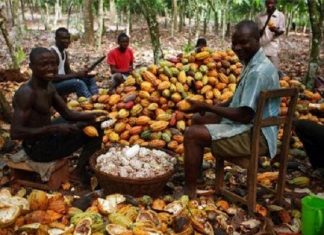 Agro : Les trois pays africains qui exportent 70% du cacao mondial bénéficient seulement de 3% des revenus
