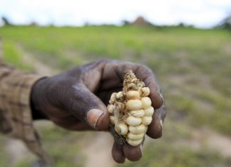 Burkina Faso : La baisse de la production céréalière agite le spectre de l’insécurité alimentaire