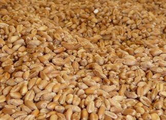 Demande mondiale de céréales : un recul de 0,2% en mars 2018