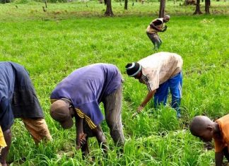 Sénégal/ Financement de la production agricole dans la vallée : Baisse des montants retenus pour les saisons sèches chaude et froide
