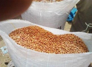 Sénégal : Record de production d’arachides pour la région de Kaffrine, durant l’hivernage 2017
