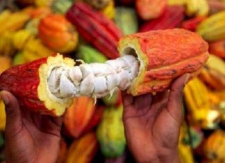 Le Ghana et la Côte d’Ivoire encadreront conjointement les exportations de cacao en 2019/2020