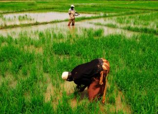 Sénégal/ Agriculture : Baisse du financement et des superficies retenues des campagnes de saisons sèches chaude et froide