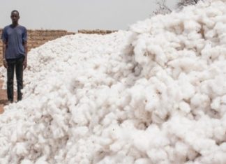 Sénégal/ Egrenage de coton et fabrication de textile : Bonne dynamique de l’activité en rythme trimestriel