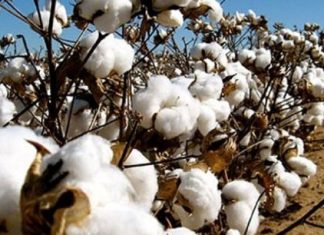 Côte d’Ivoire : Hausse de 30 000 tonnes de la production cotonnière
