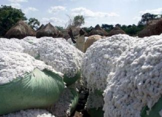 Coton : Avec un volume de 597 986 tonnes en 2017/18, le Bénin manque de peu la seconde marche du podium
