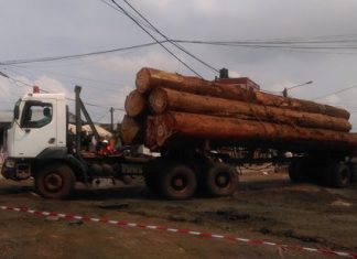 Cameroun : Net recul des exportations de bois vers le marché de l’UE