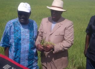 Sénégal/ Cas de la riziculture : Bon démarrage de la campagne dans le cadre de la phase 2 du PRACAS