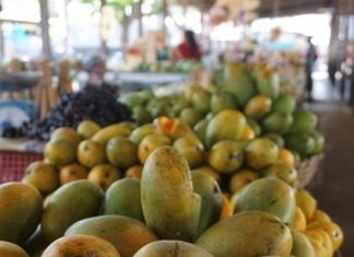 Sénégal : l’IFC vient en appui à la structuration de la filière mangue
