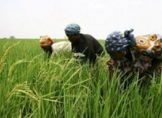 Riz au Sénégal : la vallée du fleuve Sénégal pourrait récolter 875 000 tonnes de riz à l’horizon 2020