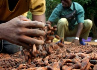 Côte d’Ivoire : l’agro-business, un secteur privilégié des établissements de microfinance