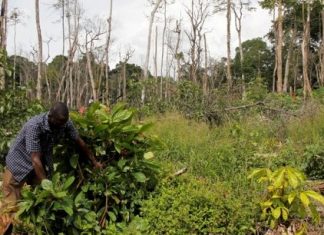 Côte d’Ivoire : L’émergence hypothéquée par le changement climatique