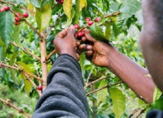 Rwanda : les exportations de café sont prévues pour atteindre 24 500 tonnes en 2018