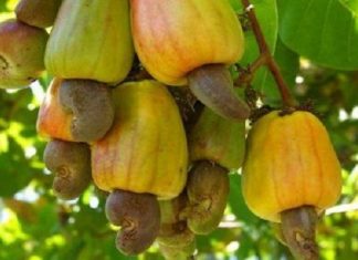 Guinée-Bissau : le gouvernement anticipe l’exportation de 150 000 tonnes de noix de cajou en 2018