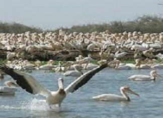 Sénégal : Développement du tourisme, et si la solution venait de l’écotourisme ?
