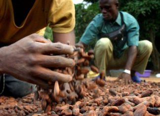 Côte d’Ivoire : 1,7 million de tonnes de cacao vendues par anticipation