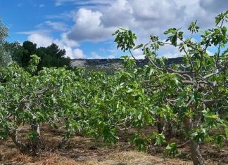 L’Algérie, troisième plus important producteur de figues fraîches au monde