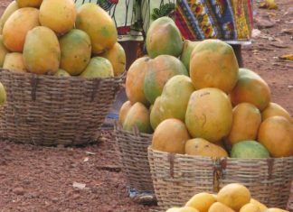 FILIÈRE MANGUE : La variété Keitt menacée en Casamance par la mouche blanche