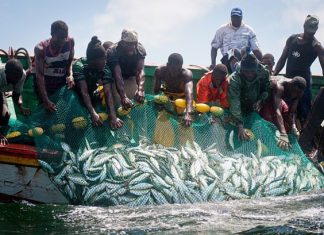 Sénégal/ Secteur primaire (hors agriculture) : Regain d’activité en mai 2018