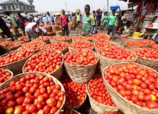 Bilan de la filière tomate : 52.895 tonnes enregistrées pour la campagne 2017-2018