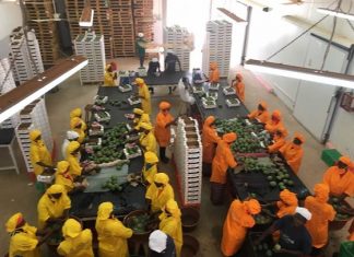 Mangue : Les opérateurs déplorent le manque d’organisation de la filière