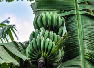 Cameroun : les exportations de bananes fortement impactées par la crise anglophone