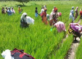 Le Sénégal rationalise son système de collecte de données agricoles