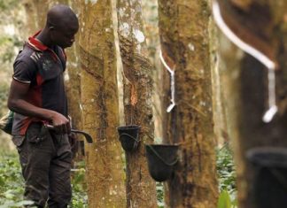Côte d’Ivoire : la production de caoutchouc devrait atteindre 2 millions de tonnes en 2023