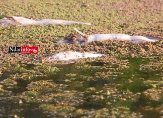 Pollution sur le Lampsar : le fleuve pue à BANGO, les poissons meurent, des cas de bilharziose …