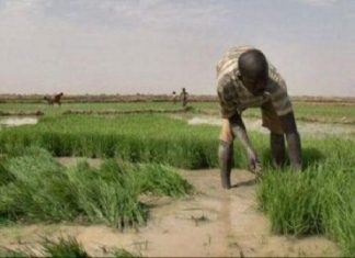 Sénégal: la région de Tambacounda pourrait produire 25 000 tonnes de riz en 2018