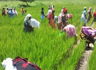 Sénégal : Net ralentissement de l’activité économique