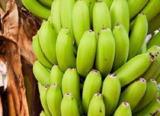 Cameroun : la crise anglophone fait chuter les exportations de bananes de 13 394 tonnes, en septembre et octobre 2018