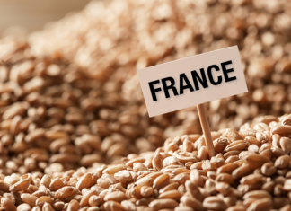 Blé tendre français : Une offre mondiale de 1005,8 millions de tonnes prévue pour la campagne 2018-2019