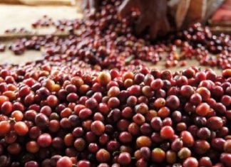 Café: Le marché mondial pourrait connaître en 2018/2019 son plus fort surplus depuis 16 ans