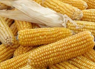 Maïs : Une production de 1068,3 millions de tonnes prévue