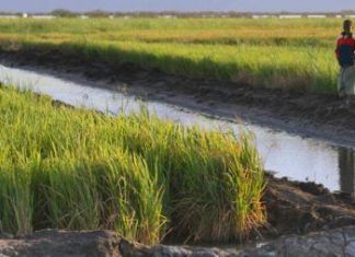 Sénégal : élaboration d’une feuille de route du développement de la riziculture sur 10 ans
