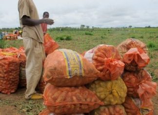 Sénégal : le FIDA apporte son soutien à l’entrepreneuriat agricole rural