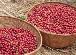Café :Le Burundi vise l’exportation de 22 000 tonnes en 2019