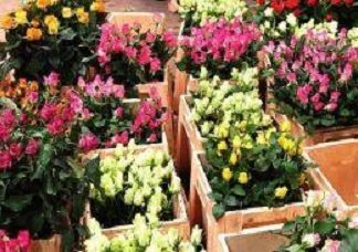 Horticulture au Kenya : les exportations horticoles ont généré 1,2 milliard $ sur les 10 premiers mois de 2018