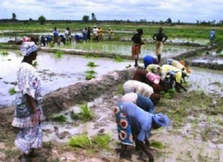 Sénégal : l’agriculture bénéficiera d’un budget de 201 milliards FCFA en 2019