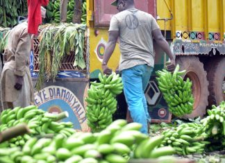 Sénégal : le gouvernement mobilise 2,5 milliards Fcfa en faveur de l’autosuffisance en banane