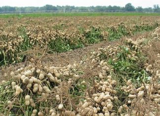 Sénégal : un financement de 35,6 milliards de Fcfa pour le secteur agricole