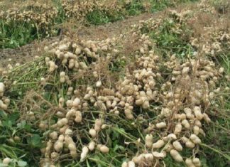 Sénégal : Thiès a produit 87 000 tonnes d’arachide en 2018