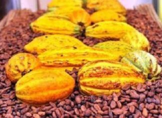 Les prix du cacao pourraient terminer la saison 2018/2019 sur une légère hausse