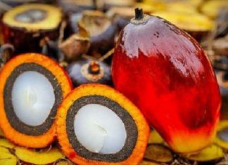 Huile de palme : la production mondiale prévue pour atteindre 72 millions de tonnes en 2019