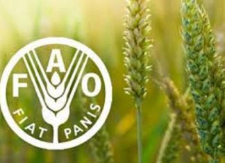 Pour augmenter l’investissement responsable dans l’agriculture : La FAO lance un nouveau programme d’apprentissage