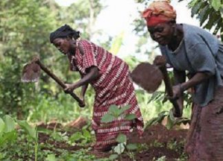 Aide au développement :Le FIDA lance une initiative pour réduire les inégalités homme-femme dans l’agriculture