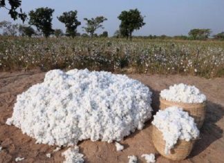 La transformation domestique du coton en Afrique pourrait générer près de 90 milliards $ (ICAC)